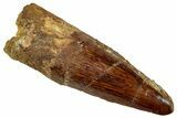 Fossil Spinosaurus Tooth - Real Dinosaur Tooth #329664-1